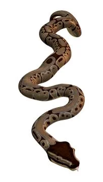 Ball Python on White Stock-Illustration
