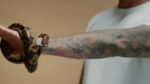 Ball Python Wriggling over Tattooed Arm of Man Indoors Video stock 302411883