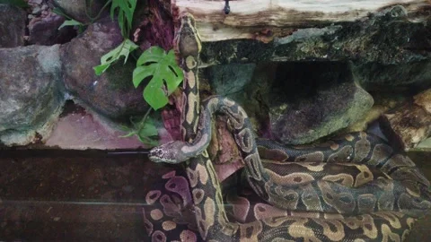 Ball python that yawns. Stockbeeldmateriaal 169431219