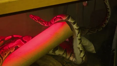 Ball pythons . High quality FullHD footage Stock Footage 155355390