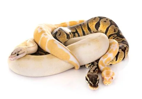 Ball pythons in studio Stock Photos