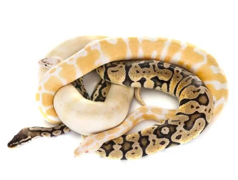 Ball pythons in studio Stock Photos