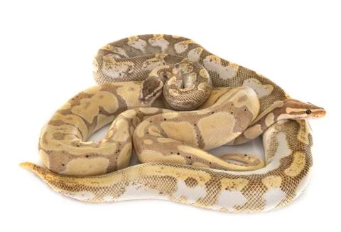 Ball pythons in studio Stock-Fotos