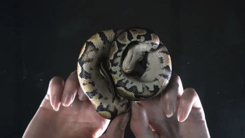 Ball royal phyton, camera rushed down with hands Stock-Footage 118909780