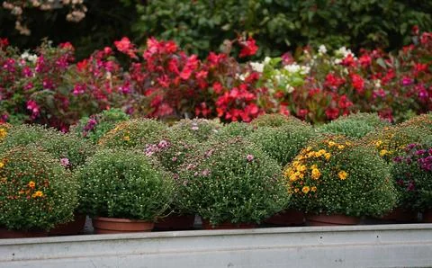 The ball-shaped chrysanthemums begin to bloom in the plant nursery. Stock Photos