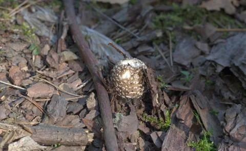 Ball-shaped, slightly damaged cap of the brown and spotted young mushroom ama Stock Photos