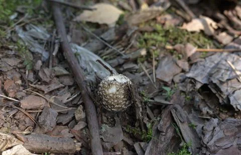 Ball-shaped, slightly damaged cap of the brown and spotted young mushroom ama Stock Photos