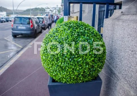 Ball shrub on the sidewalk at the entrance to the building Stock Photos