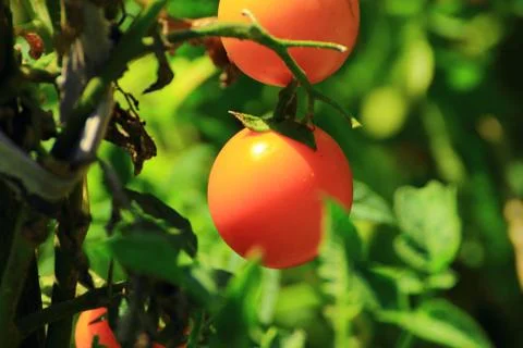 Ball tomato Stock Photos