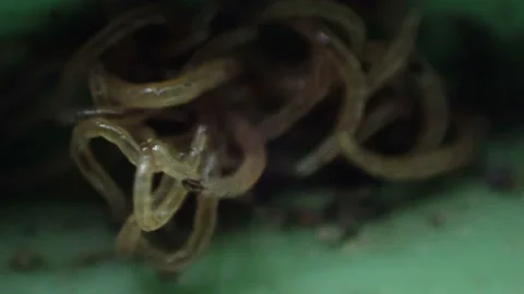 A ball of translucent jointed worms Stock Footage 161633587