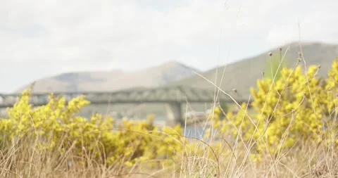 Ballachulish Bridge Focus Pull: Foliage to Iconic Structure Stock-Footage 239777011