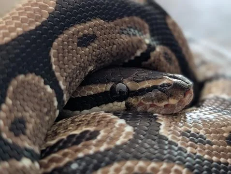 Balled python Stock Photos