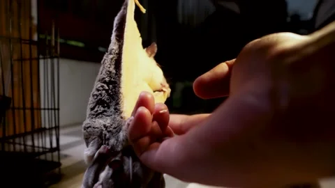 Ballerina dance version of mother sugar gliders ( Petaurus breviceps ) Stock Footage 159721607