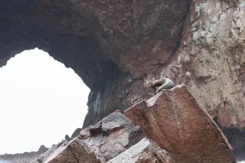 Ballestas Islands, Per Stock Photos