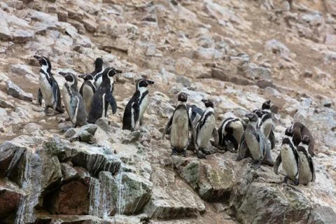 Ballestas Islands, Per Foto stock