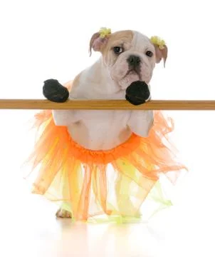Ballet dancing dog Stock Photos