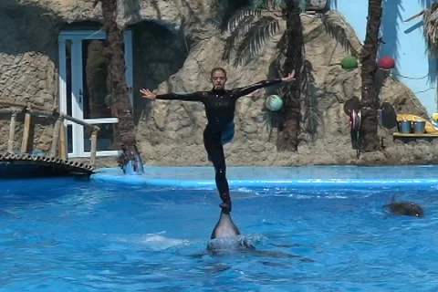 Ballet on Dolphin 2  Stock Footage 1063898