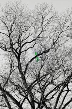 Balloon on a bare tree Stock Photos