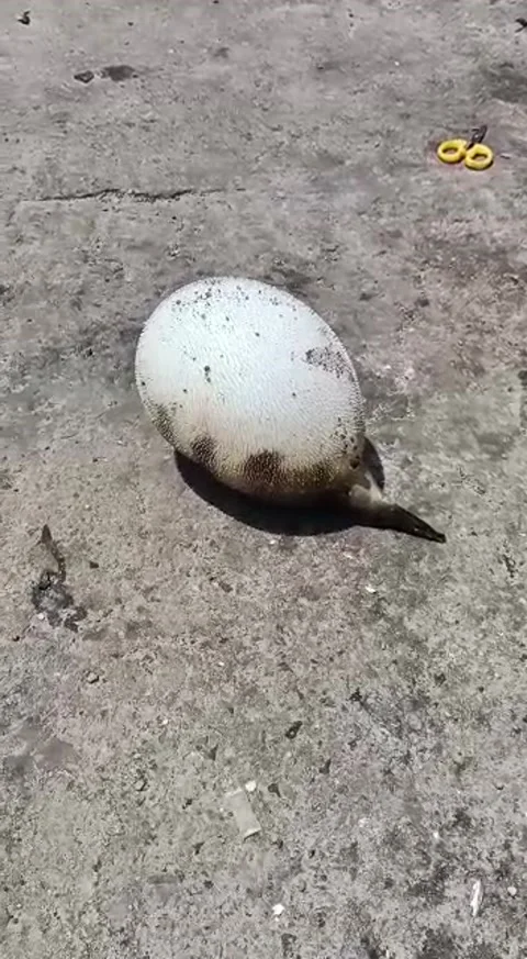 Balloon fish. Stock Footage 202069360