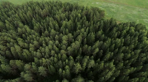 Balloon Flight over the forest Vídeo Stock 59590802