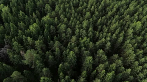 Balloon Flight over the forest Stock Footage 59591937