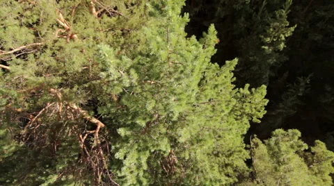 Balloon flight over tree tops Stock-Footage 59629214