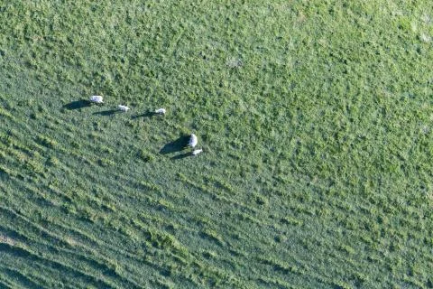 Balloon Flight Stock Photos