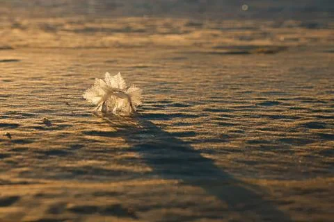 Balloon floating on water in sunset with long shadow Foto stock