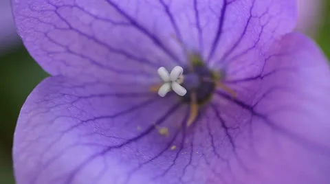 Balloon flower macro Stock Footage 25713849