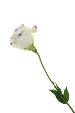 Balloon flower Stock Photos