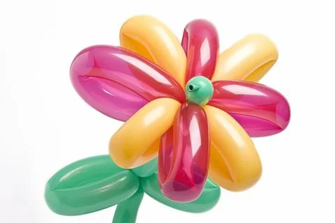 Balloon flower Stock-Fotos