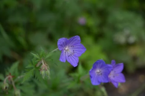 Balloon-Flower 스톡 사진