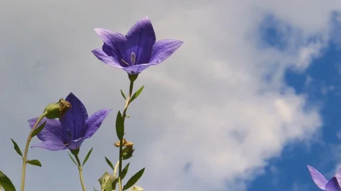 Balloon Flower Under Clouds 库存影片 128148216