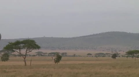 Balloon Stock Footage 10722946