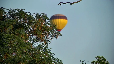 Balloon through the branches Stock Footage 99416556