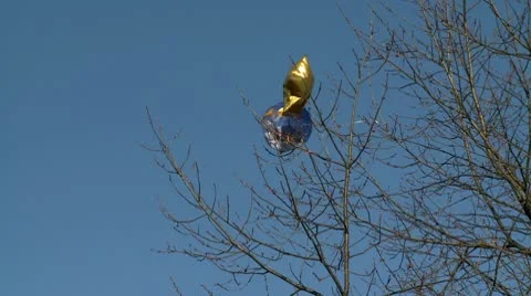 Balloon on a tree 1 Stock Footage 10711600