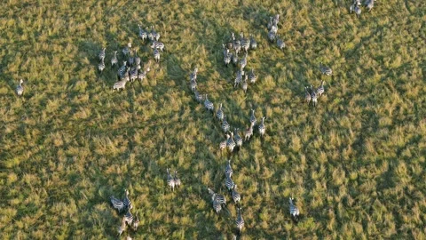 Balloon View of Zebra Lines in Maasai Mara National Reserve. Stock Footage 320731077