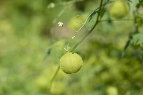 Balloon vine Stock Photos