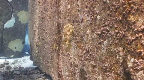Balloonfish (from behind) Vidéo 8841086