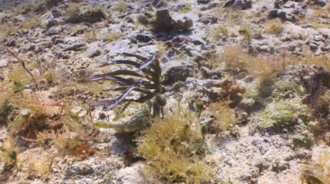 Balloonfish Stockbeeldmateriaal 8622655