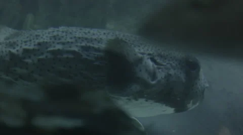 Balloonfish Stock Footage 41207915