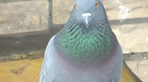 Ballooning pigeon Stock Footage 31972428