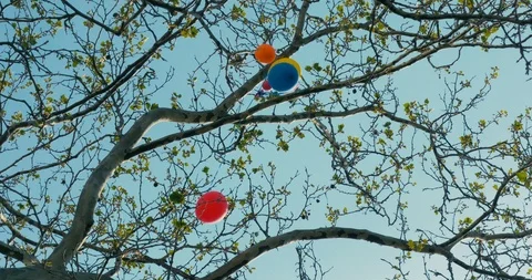 Balloons caught in tree Stock Footage 91551845