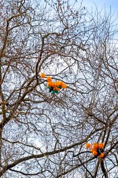 Balloons Stock Photos