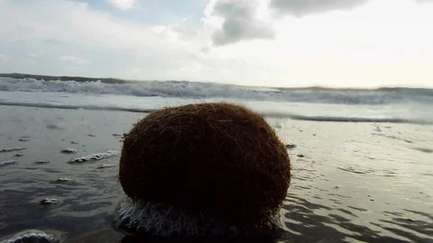 Balls of Neptune Grass, also called Egapropili, hit by the waves on the shore. Stock Footage 126960116