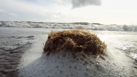 Balls of Neptune Grass, also called Egapropili, hit by the waves on the shore. Stock Footage 126960192