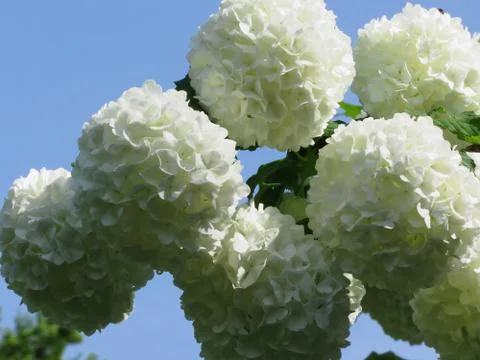 Balls of white hydrangea flowers Stock Photos
