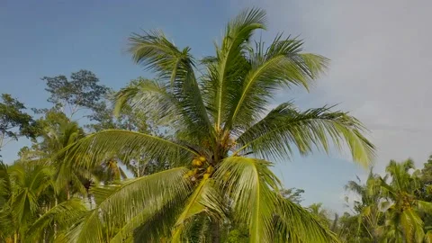 Bally rice fields, jungle, lake in the forest Stock Footage 130920993