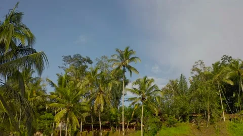 Bally rice fields, jungle, lake in the forest Stock Footage 130920994
