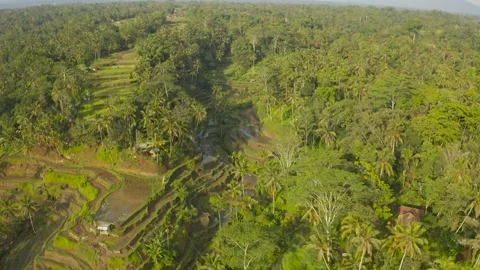 Bally rice fields, jungle, lake in the forest Stock Footage 130920998